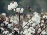 US cotton body seeks removal of 11% import duty on short staple cotton