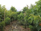 NHAI to undertake Miyawaki plantations along national highways to restore green cover