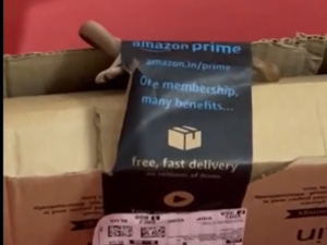 snake in amazon package