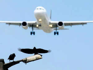 Bird strike: What happens when a plane collides with a bird?