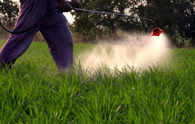 Best Agrolife to launch new insecticide for resistant pests in July
