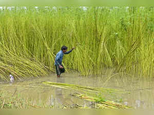 Cabinet Okays Paddy MSP Hike, Green VGF