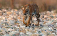Ranthambore to Corbett: A journey through the tiger hotspots of India