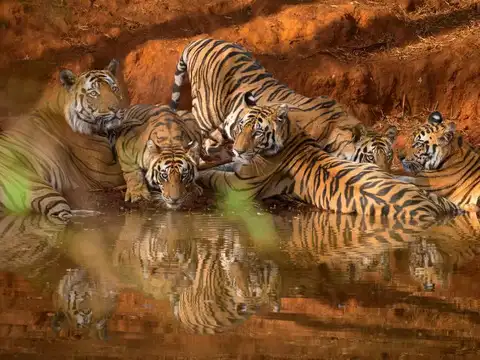 Bandhavgarh National Park, Madhya Pradesh