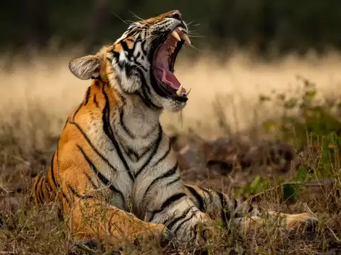 Pench National Park, Madhya Pradesh