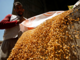 Govt weighs interventions to stabilise rising wheat prices