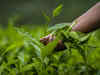 African, Asian tea producers flag concerns over global demand-supply mismatch
