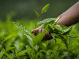 African, Asian tea producers flag concerns over global demand-supply mismatch