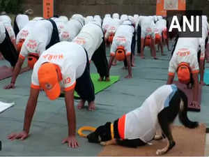 J-K: Indian pariah dog, trained by NDRF, performs yoga in Udhampur on International Yoga Day