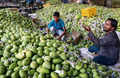 How Devgad's mango farmers are saving Aam and Janata with ba:Image