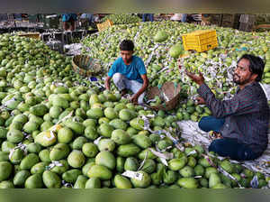 Nagpur: Labourers sort mangoes at a wholesale market, in Nagpur. (PTI Photo) (...