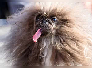 THIS is the "ugliest dog in the world." But you will love it for its 'from illness to fame' story