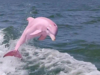 Rare pink dolphin spotted off the coast of North Carolina: See pics