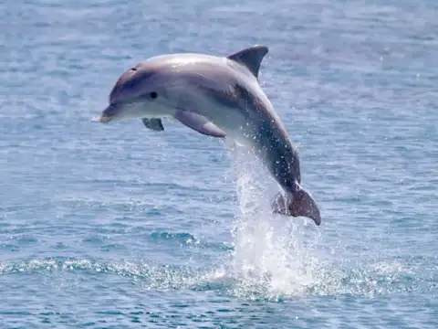 ​Comparison with Normal Dolphins​