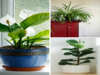 7 plants that keep your room cool