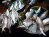 Unsustainable fishing practices endangering Hilsa population in Ganga estuary