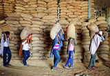 Govt imposes stockholding limit on wheat to check hoarding