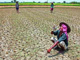 Rain deficit may spike food inflation further, warn experts
