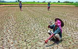 Rain deficit may spike food inflation further, warn experts