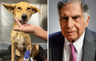 Ratan Tata in search of blood donor: Help needed to save critically ill dog