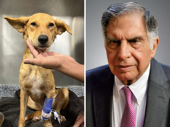 Ratan Tata (R) and the dog in need of blood donor