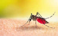 Monsoon Maladies: Malaria is more prevalent in the rainy season, 5 ways to stay safe