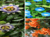 8 flowering plants best suited for your roof garden​