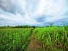 Excess rainfall, untimely sowing likely to hit some kharif crops