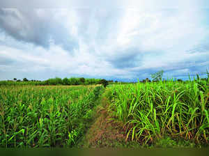 Excess Rainfall, Untimely Sowing Likely to Hit Some Kharif Crops