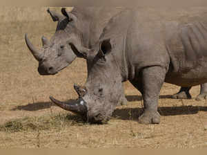 Horns of rhinos implanted with radioactive chips as new measure, but against what?