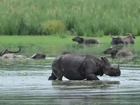 ​Wildlife affected​