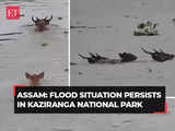 Assam: Flood situation prevails in Kaziranga National Park as water rises considerably