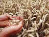 FCI wheat procurement hits 26.6 mn tn, surpassing last year's purchase