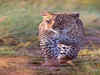 8 forests in India to spot leopards