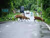 Assam floods: 17 wild animals drown, 72 rescued in Kaziranga National Park