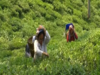 India's May tea output falls 30%, lowest level in over a decade