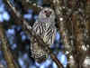 Why have U.S. Wildlife officials planned to kill half a million barred owls? Know about the controversy