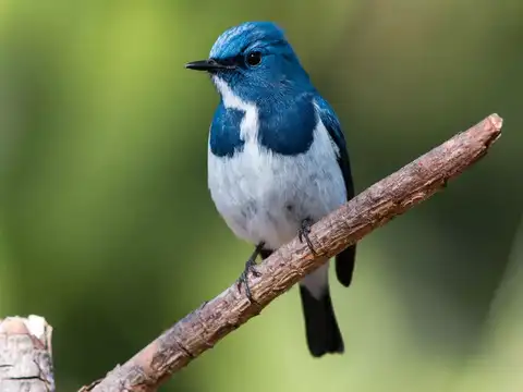 Pocharam Wildlife Sanctuary