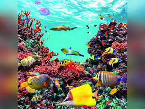 To Explore Marine Life, India Eyes Setting up Underwater Research Lab