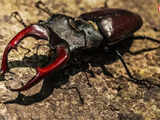 How the stag beetle became the world’s most expensive insect and how much it costs