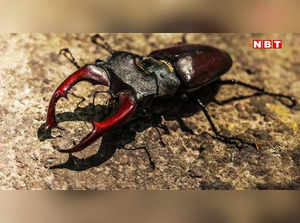 Insect Stag Beetle.