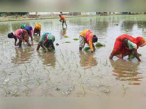 Patiala, Jun 19 (ANI): Farmers sow paddy saplings in an agricultural field, in P...