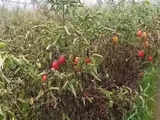 Tomato, potato, and vegetable prices set to rocket further due to heatwaves and rains