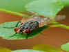 Flies in Monsoon: 8 ways to keep houseflies away from home