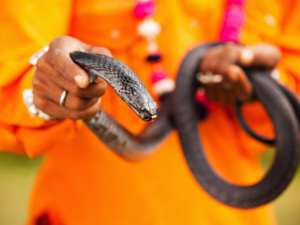 Man caught smuggling 100 live snakes in his trousers