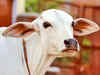 Haryana: Cow vigilante Bittu Bajrangi claims threat to life ahead of Nuh procession; juvenile held