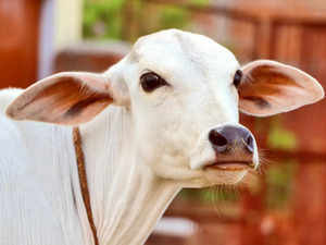 cow-new