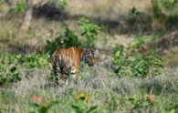 STR's rewilded tigress found dead on 21th day, territorial clash suspected