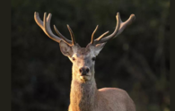 A new lease of life to warring swamp deer