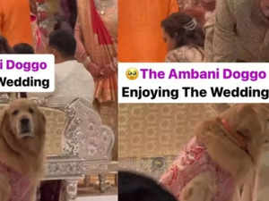 Anant Ambani-Radhika Merchant wedding: Pet pooch Happy steals the show in a silk jacket!:Image
